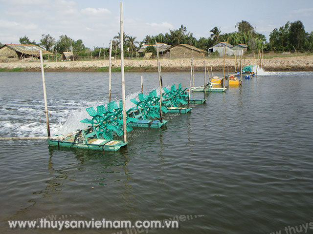 Ao nuôi tôm sú của một hộ dân ở xã Mỹ Long Nam